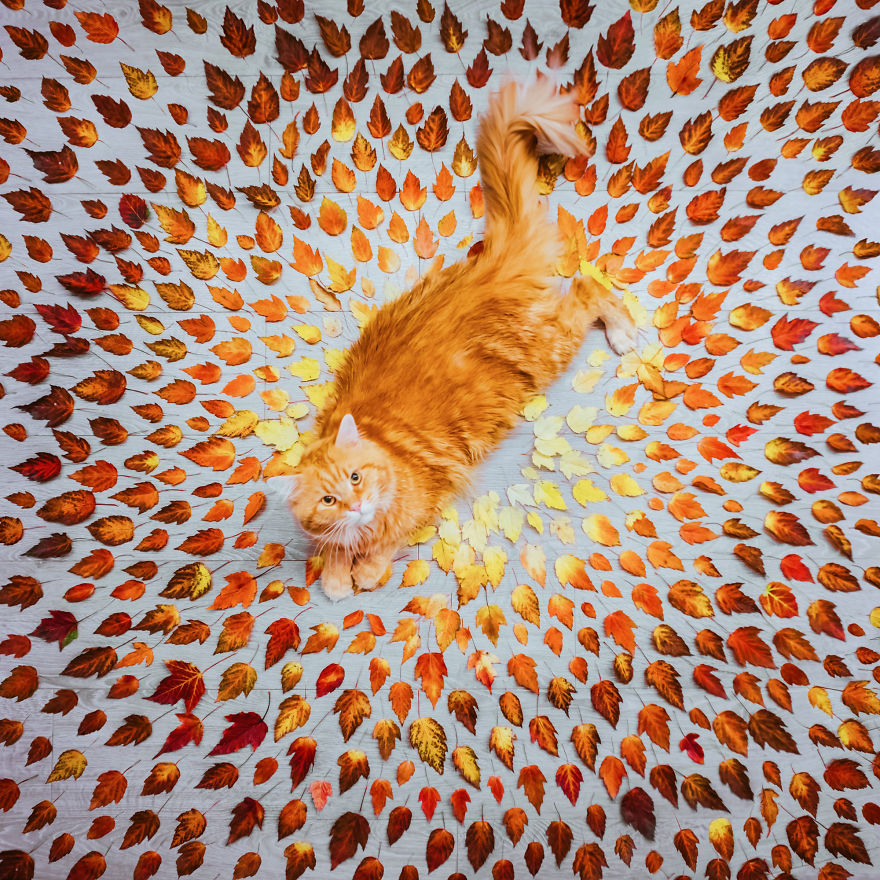 The Cutlet Cat - What Happens If You Are A Bright Red Inspirer