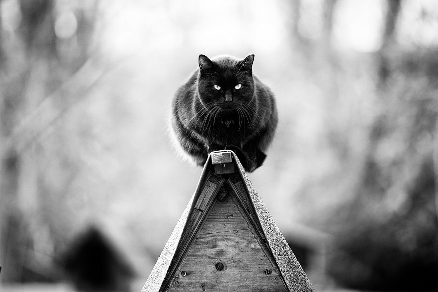 Black Monorail Colony Cat