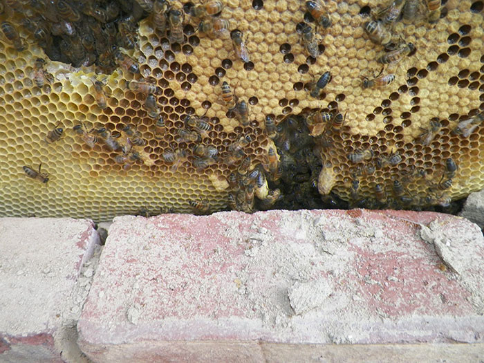 Bee Remover Posts What He Found After Removing The Bricks From A Client's Home, And His Photos Go Viral