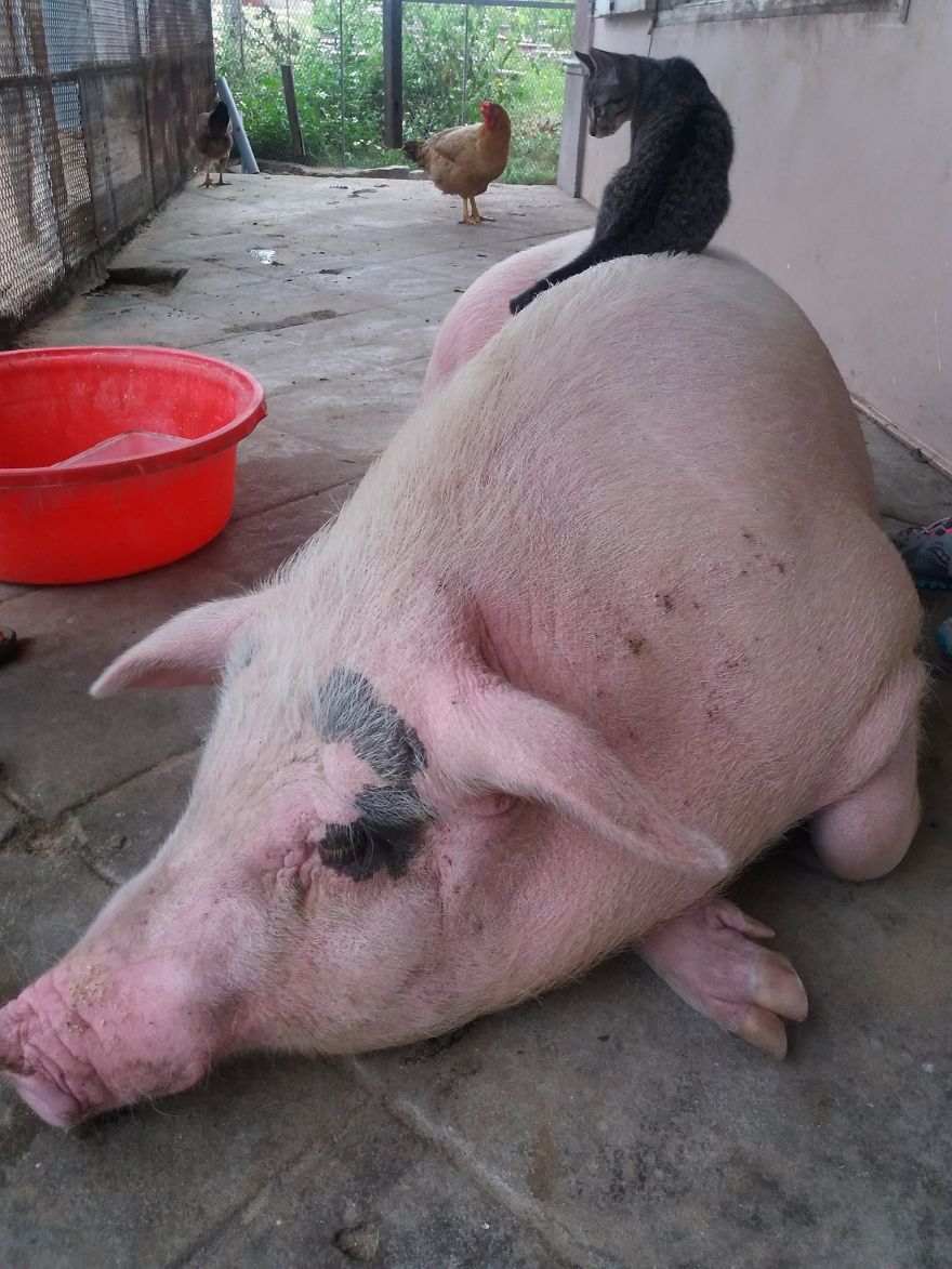 Rescued Pig Living The Good Life In Vietnam