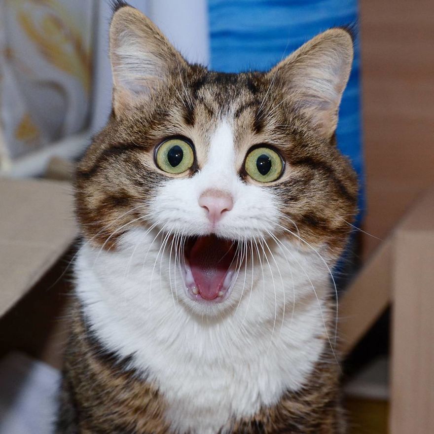 This Cat's Faces Of Excitement Are Catastic