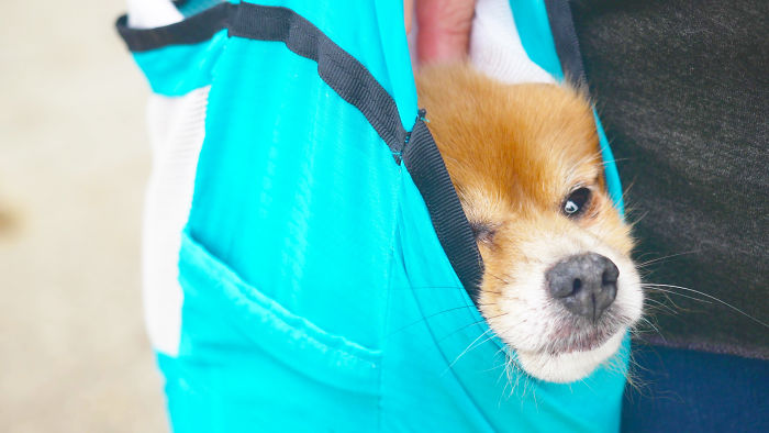 I Invented The Pocopet - The Pet Carrier That Fits In Your Pocket