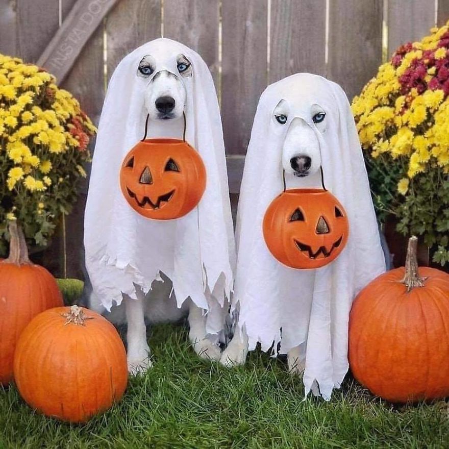 13 Adorable Dogs In Ghost Costumes