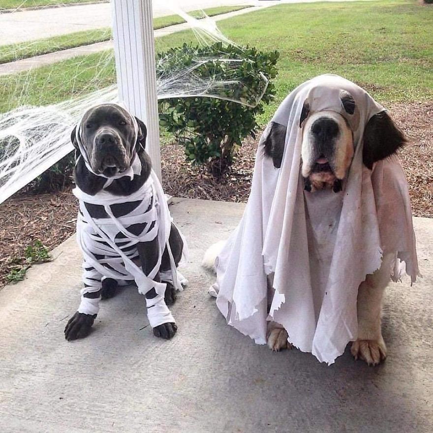 ghost dog costume