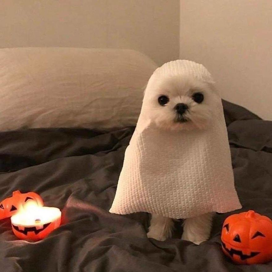cute dogs in costumes