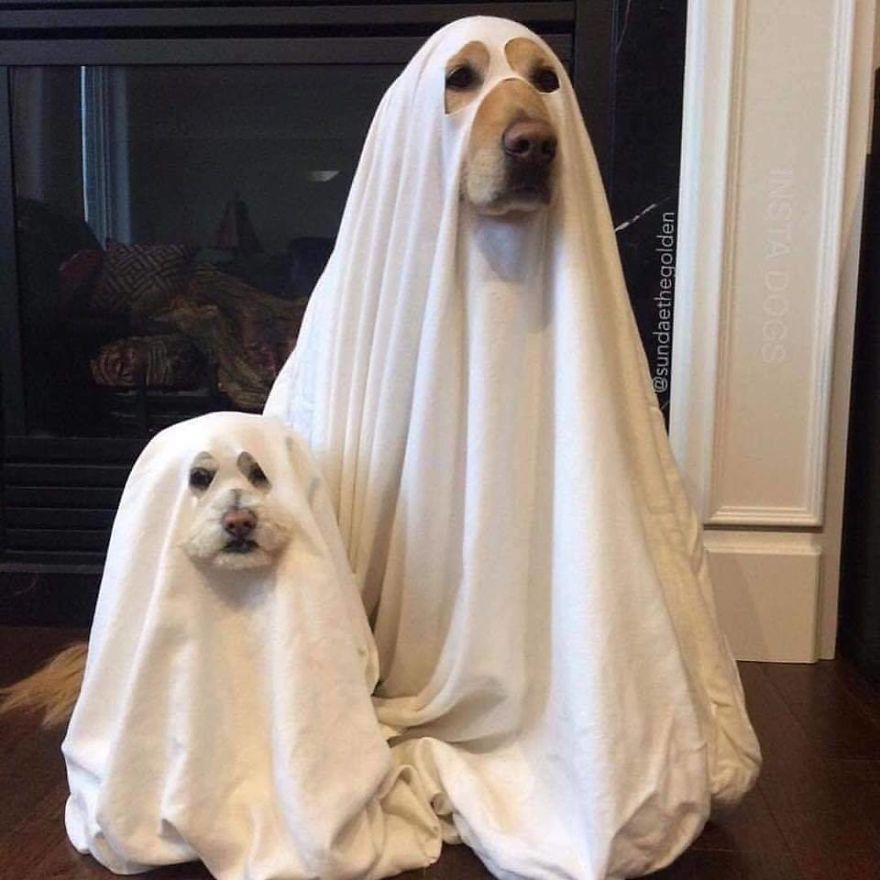 ghost dog costume