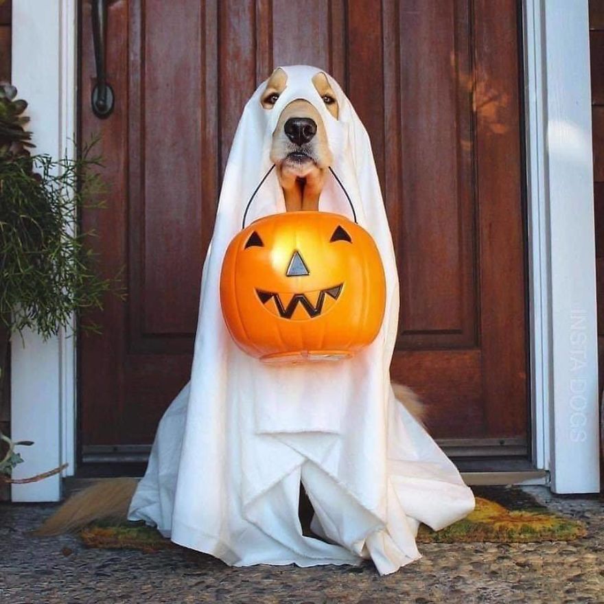 13 Adorable Dogs In Ghost Costumes