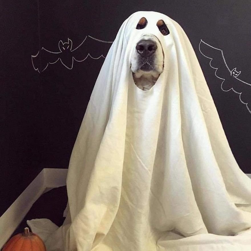 13 Adorable Dogs In Ghost Costumes | Bored Panda