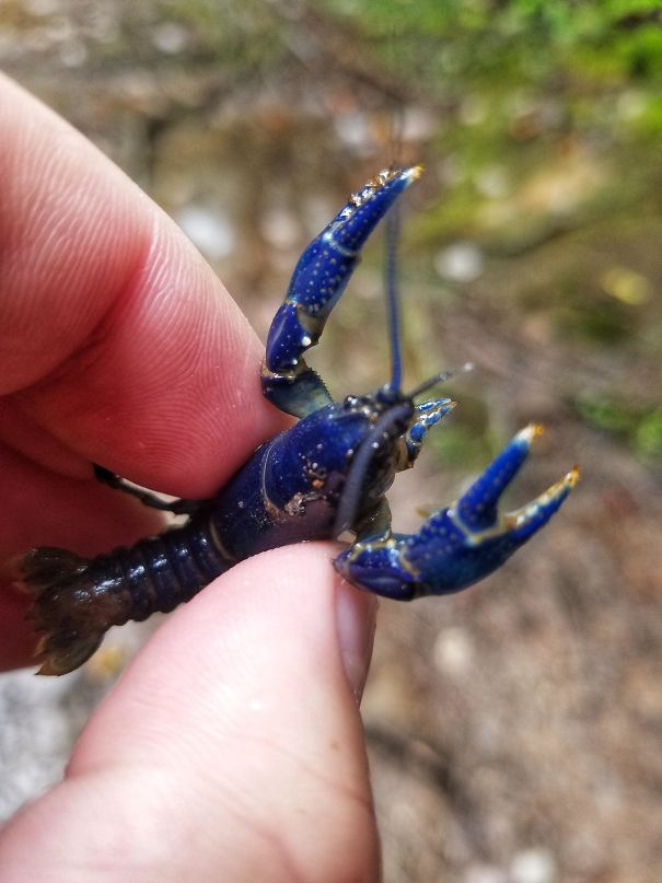 This Blue Crayfish I Found In The Mountains Of West Virginia