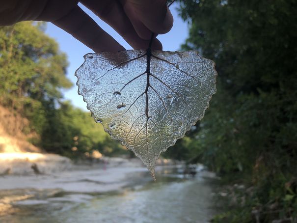 I Found A Transparent Leaf