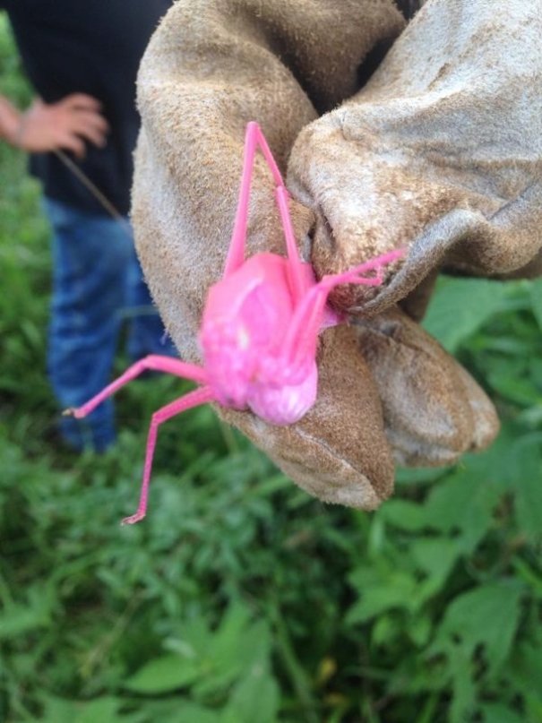 A Friend Found A Pink Grasshopper While Working