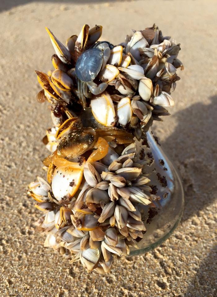 Mi hermano encontró esta bombilla en una playa australiana. Está viva y flota