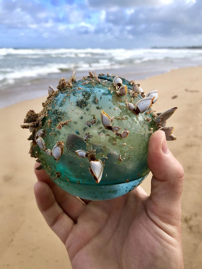 Paseando por la playa en Hawai, encontramos esta bola de cristal que se ha convertido en un pequeño ecosistema