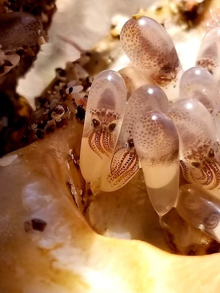 Mi sobrino encontró una concha marina llena de huevos de calamar