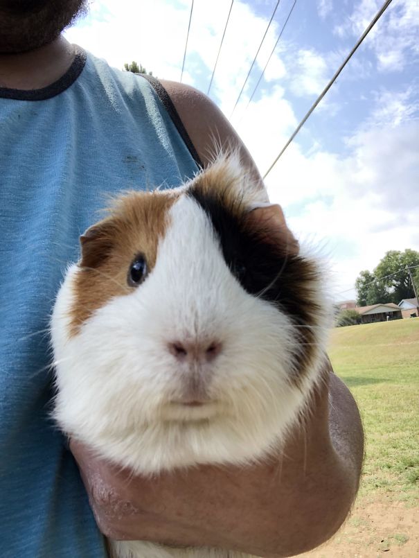 Found A Guinea Pig That Was Abandoned In The Woods While I Was Playing Disc Golf. She Has A New Home Now
