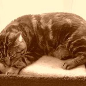 francesca_vicari74 avatar