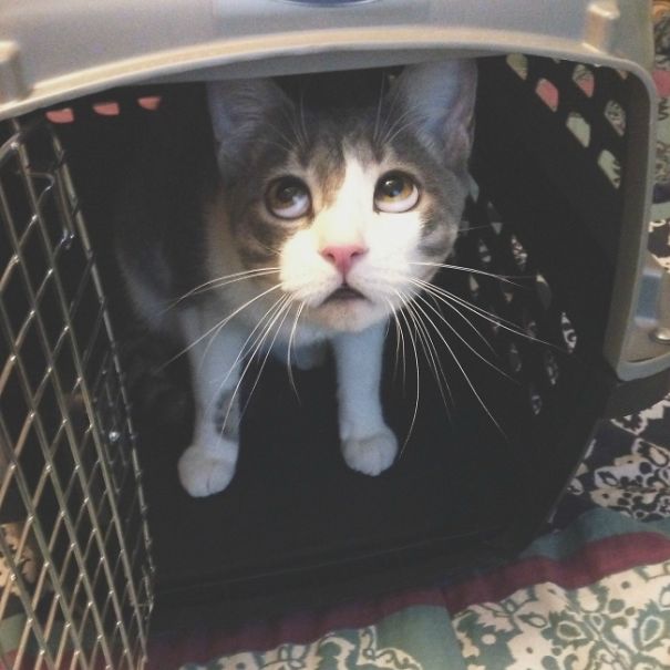 That Face When Your Cat Doesn't Wanna Go Outside The Carrier At Vet