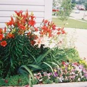 crazyauntiesis avatar