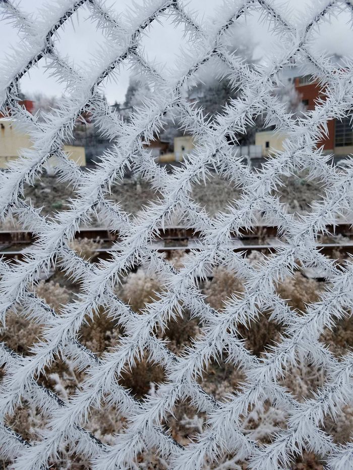 The Frost On The Fence This Morning