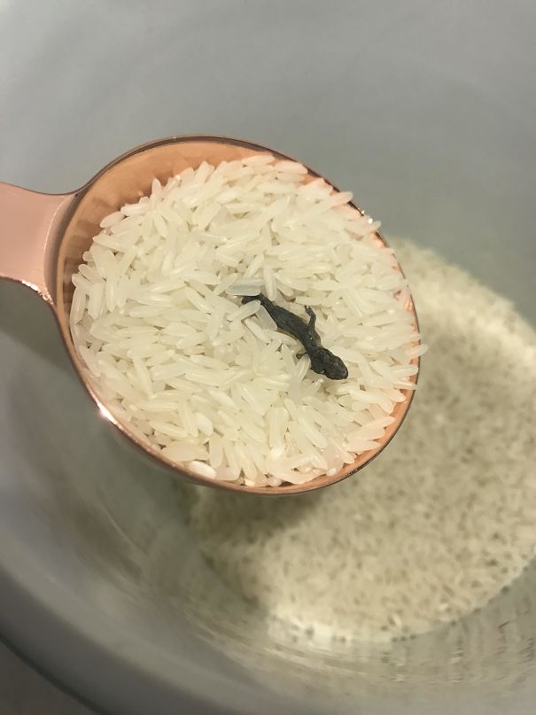Strange Rice Rreal Photo 96 Times People Found The Most Unexpected Things | Bored Panda