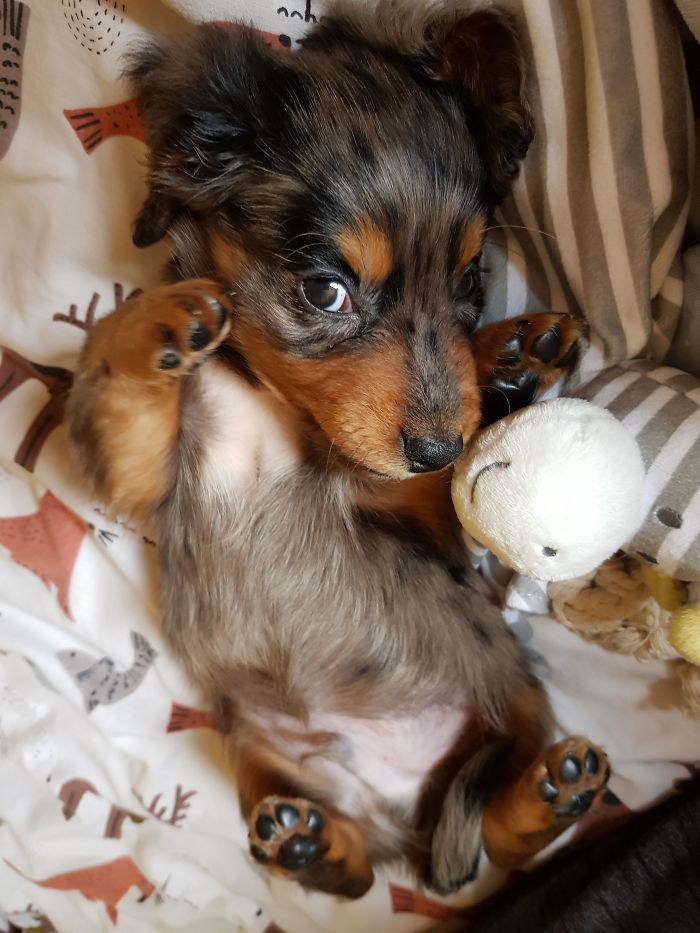 My First Puppy; Reddit, Meet Darcy