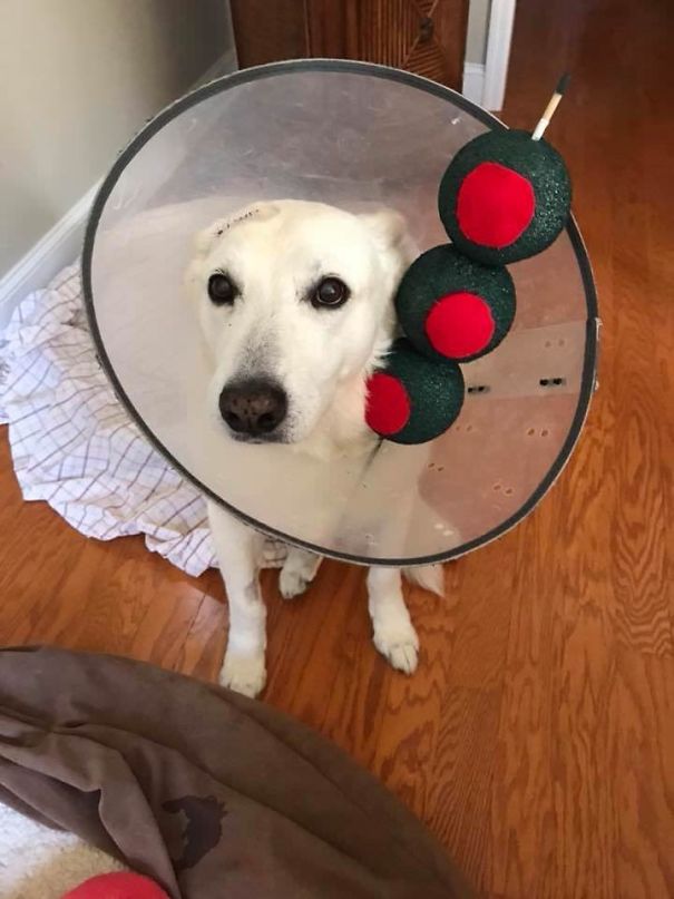 Since He Has To Wear A Cone, My Friend's Dog Is A Martini For Halloween