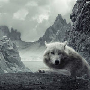 narekshukhyan avatar