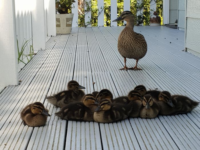 This Duck Used To Come To My Porch For Food. Recently, She Brought Her Babies. I've Been Watching Them Grow Up