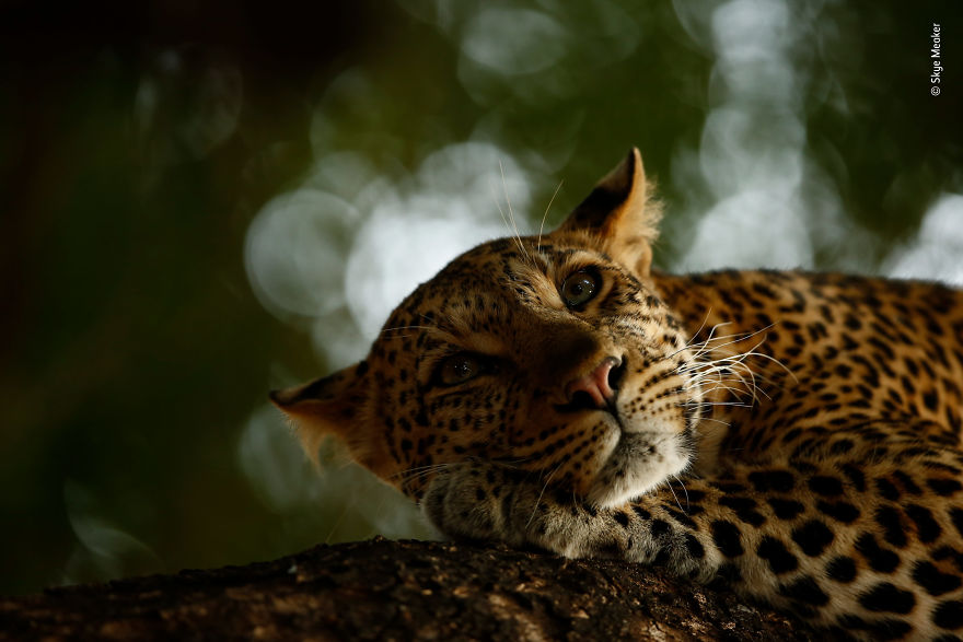"Lounging Leopard" By Skye Meaker, South Africa, Young Wildlife Photographer Of The Year