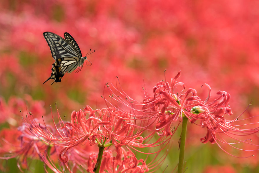 My Tips To Photographing Flying Butterflies
