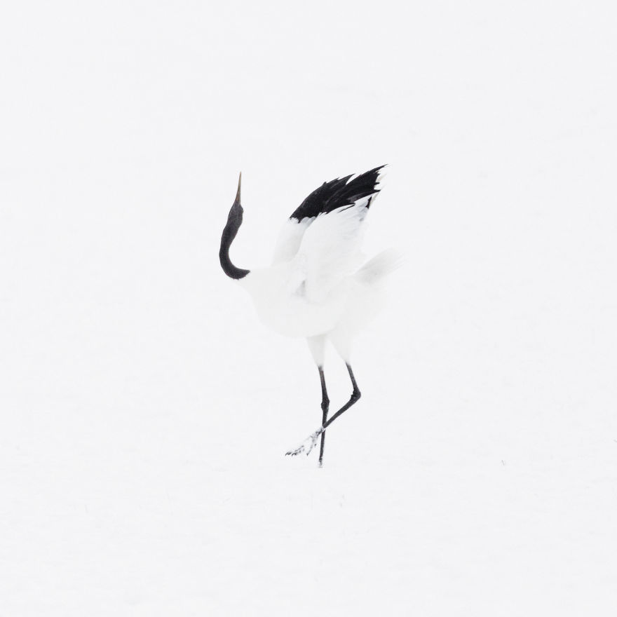 A Winter's Dance - Japan's Red Crowned Cranes