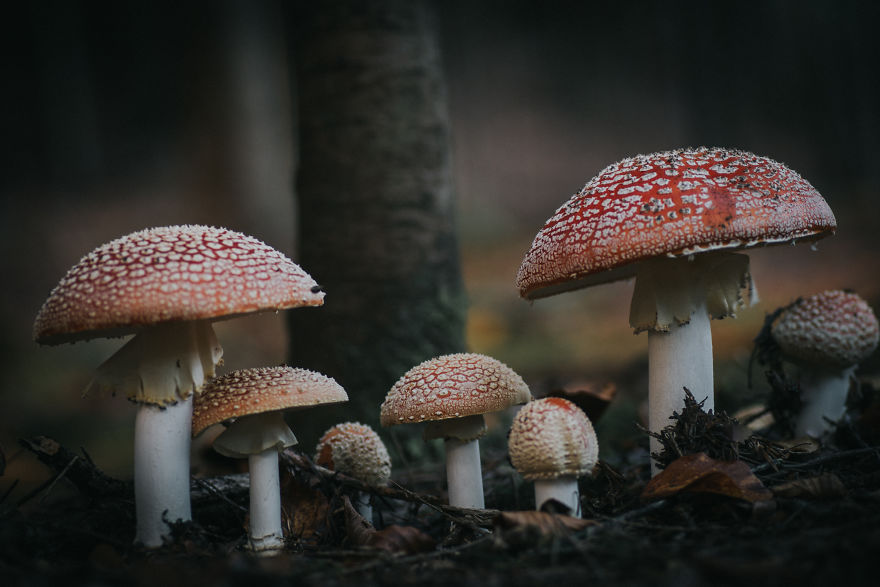 Found These Incredibly Beautiful Amanita Mushrooms In The Forest Near My House