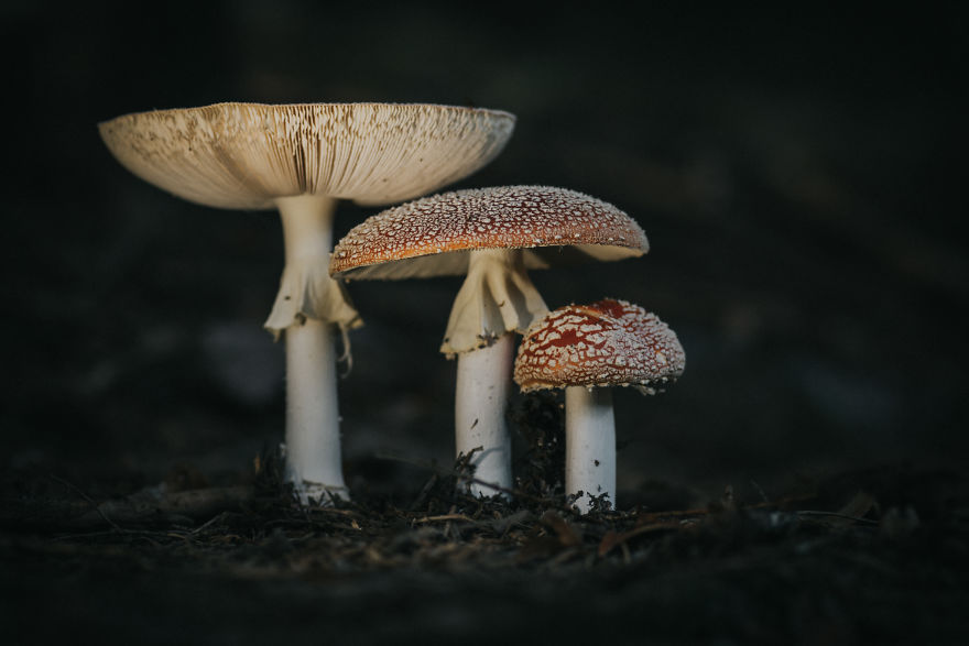 Found These Incredibly Beautiful Amanita Mushrooms In The Forest Near My House