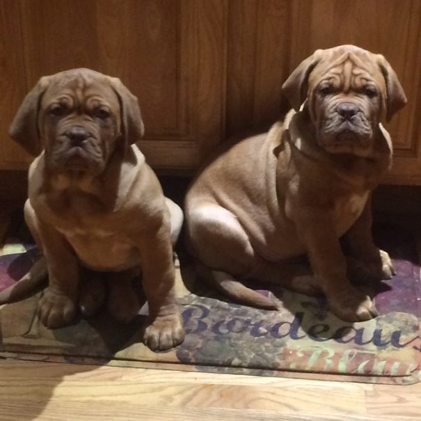Double Dogue De Bordeaux