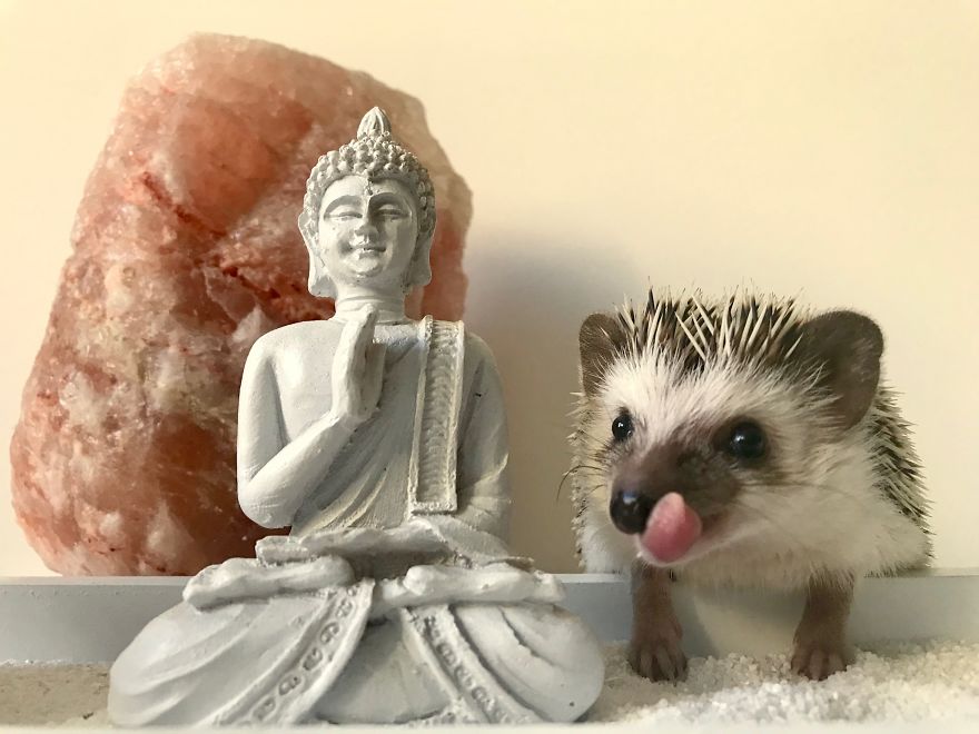A Little Buddhist