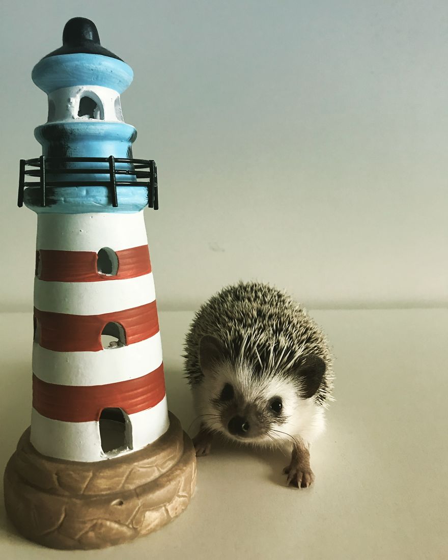 "Hey Human, Do You Like My Lighthouse?"