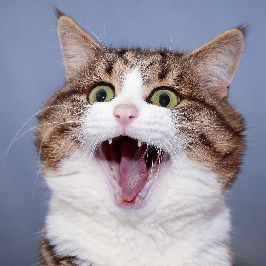 This Cat's Faces Of Excitement Are Catastic