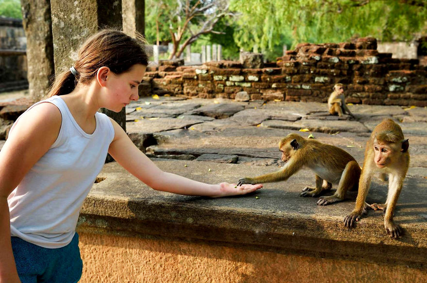 Monkey Watch In Polonnaruwa,sri Lanka