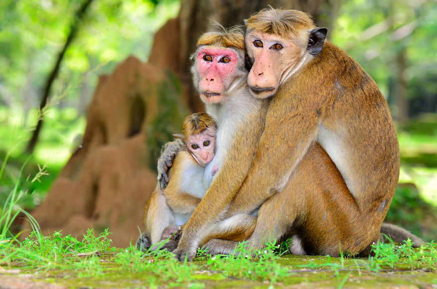 Monkey Watch In Polonnaruwa,sri Lanka
