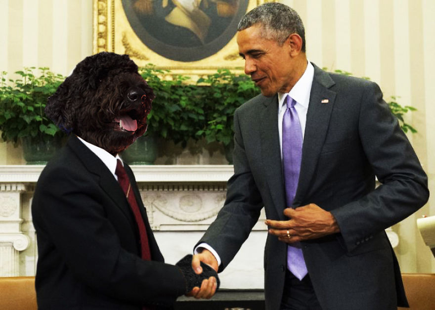 This Very Good Boi Wants You To Vote
