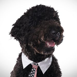 muttsforchange