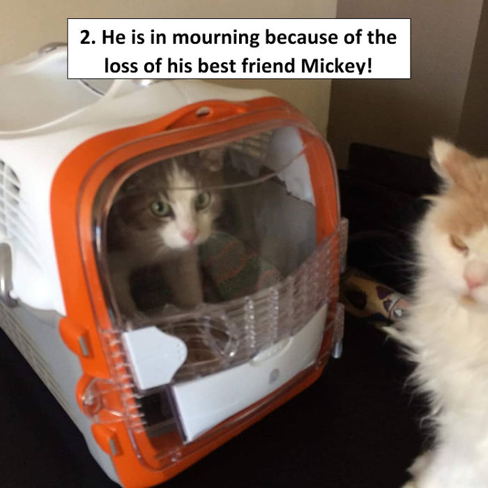 The Universitycat In Mourning