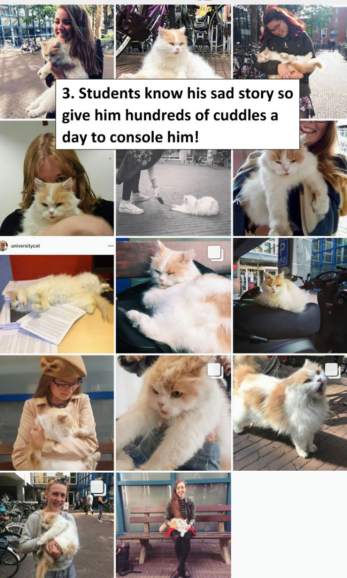 The Universitycat In Mourning