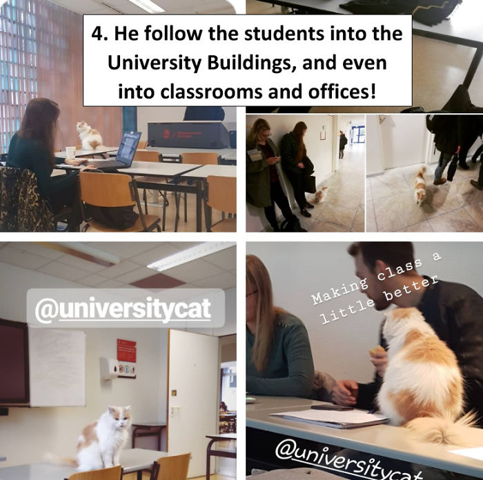 The Universitycat In Mourning