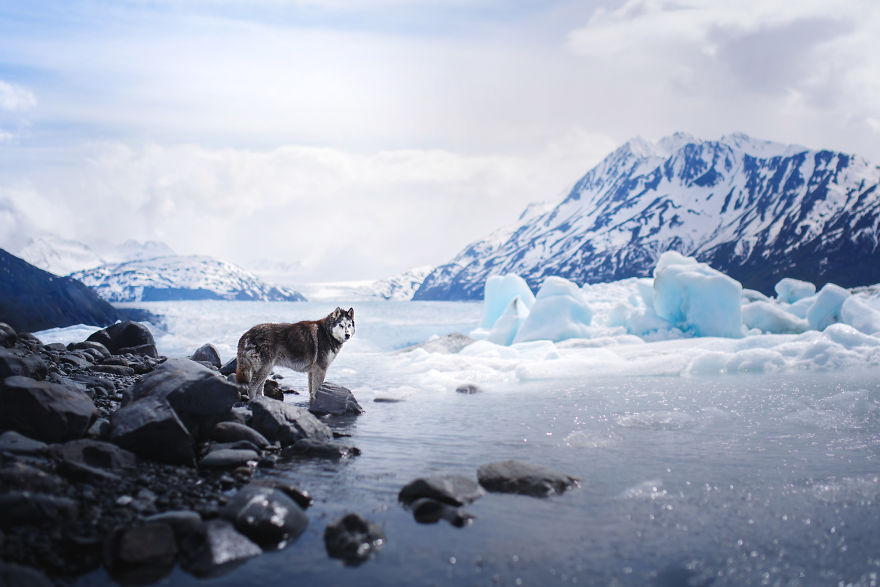 Soulful Portraits Of Dogs In Breathtaking Landscapes