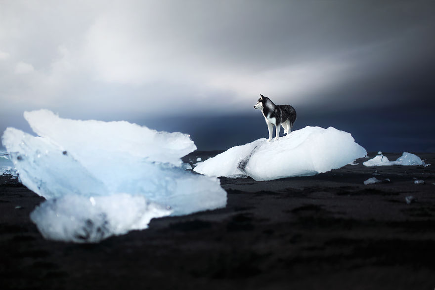 Soulful Portraits Of Dogs In Breathtaking Landscapes
