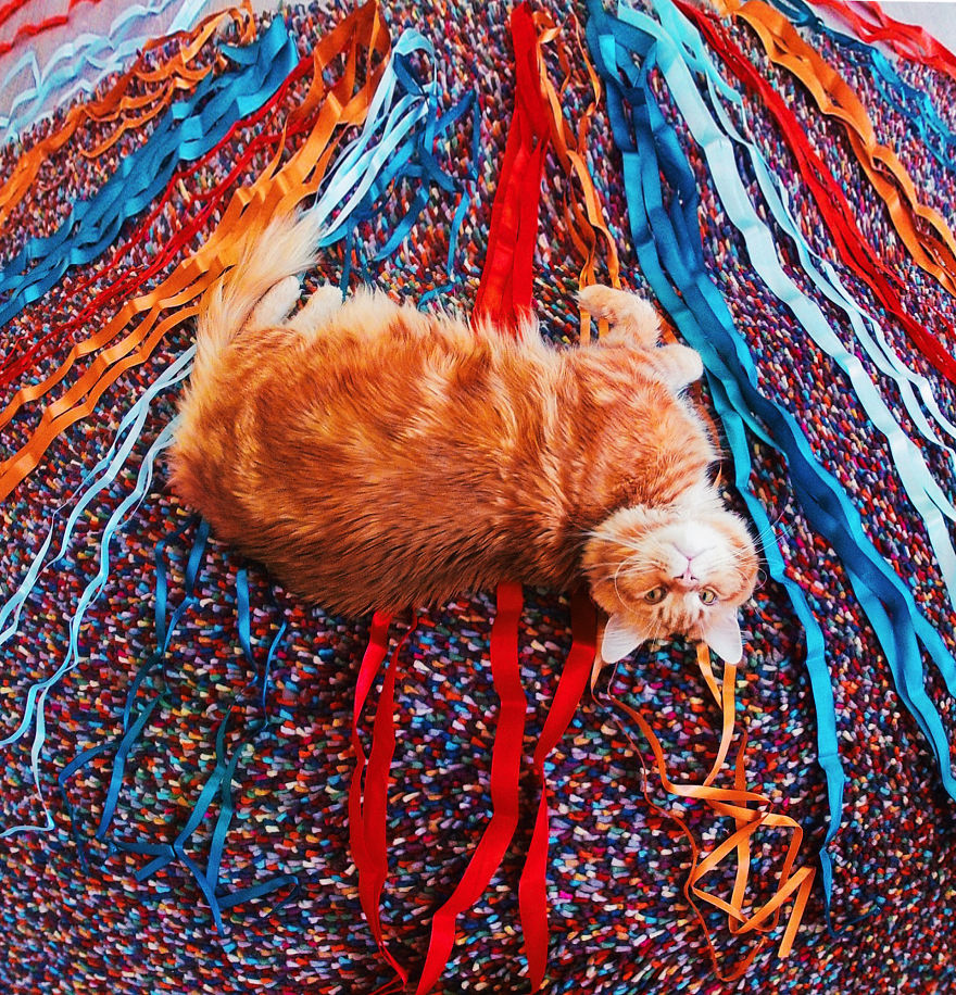 The Cutlet Cat - What Happens If You Are A Bright Red Inspirer