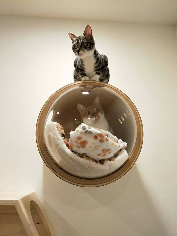 This Company Creates Spaceship-Inspired Cat Beds And It Costs $97