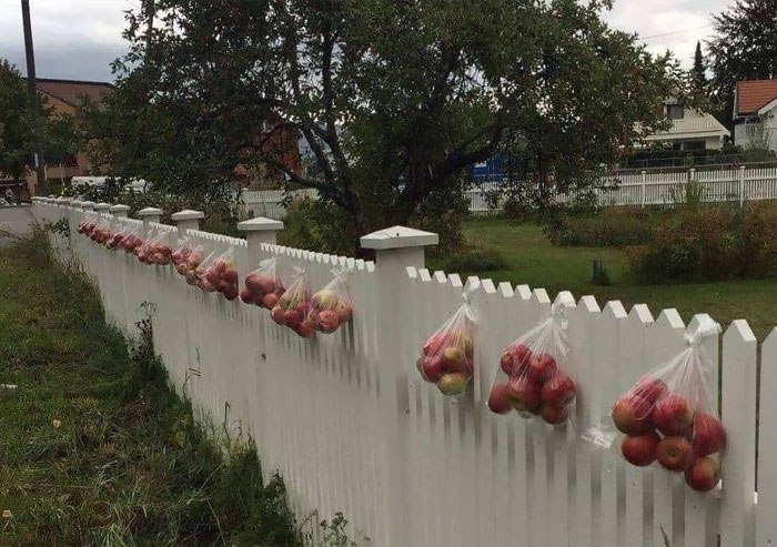 En Noruega, cuando la cosecha de manzanas es abundante, la reparten entre los demás
