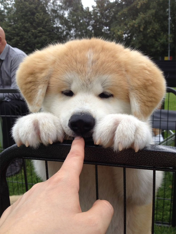 How Cute Is This Akita Puppy